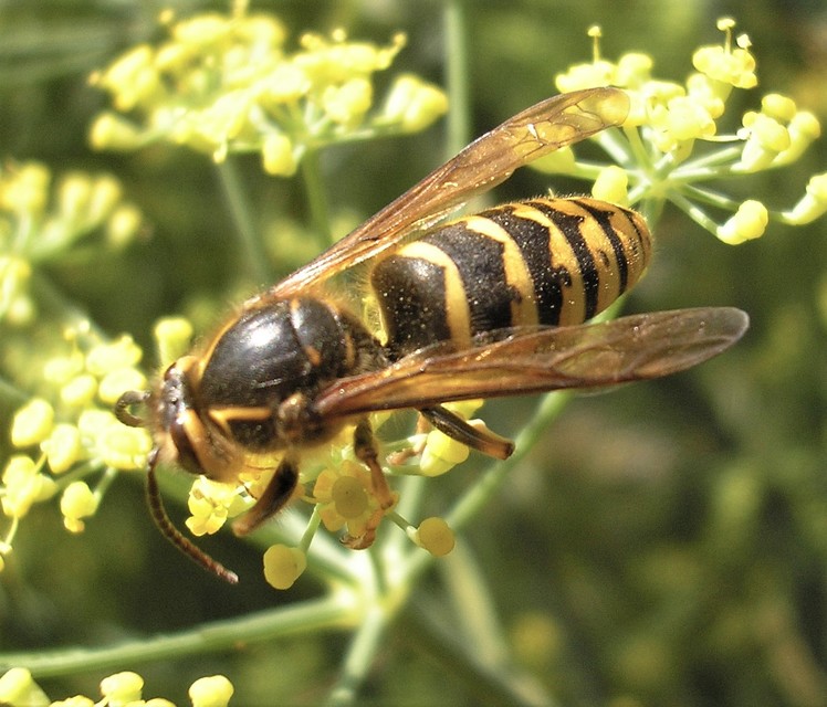 Dolichovespula