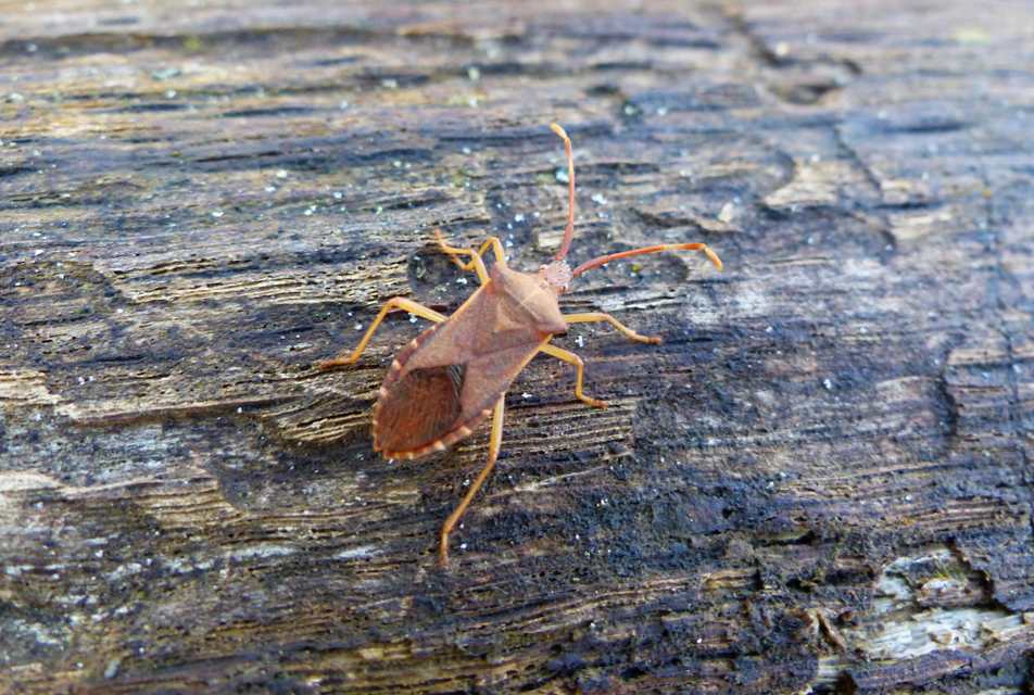 Gonocerus acuteangulatus - aranypetés karimáspoloska