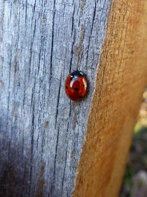 Coccinella septempunctata - hétpettyes katica