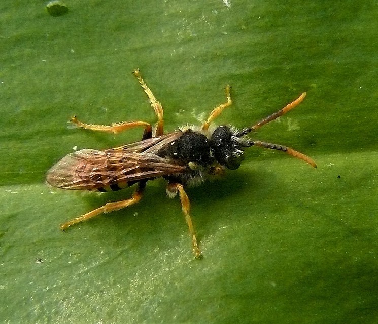 Nomada