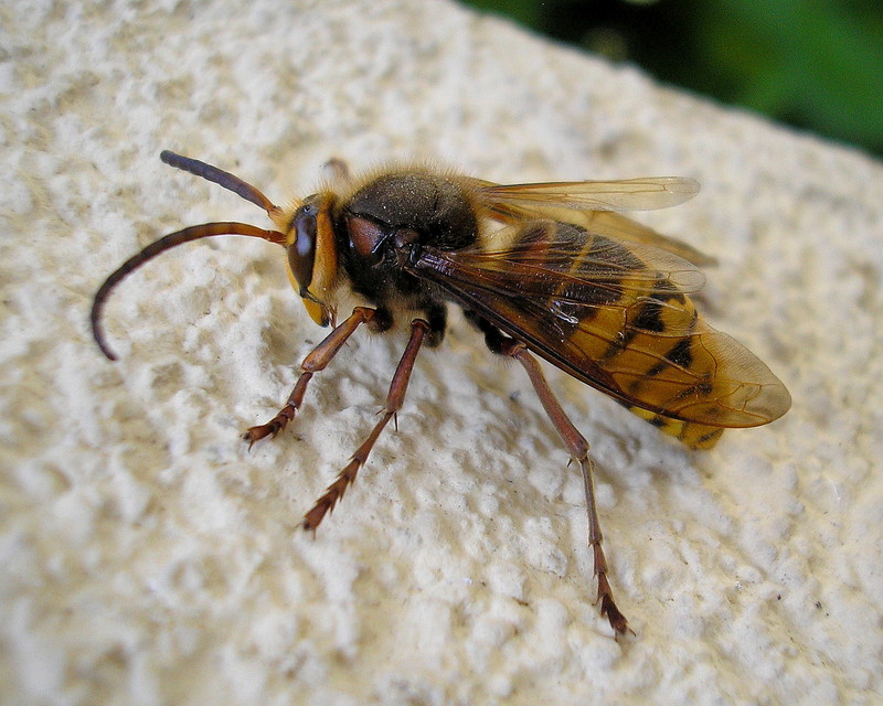 Vespa crabro - lódarázs