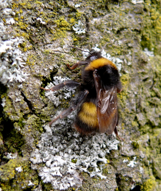 Bombus haematurus - mediterrán poszméh