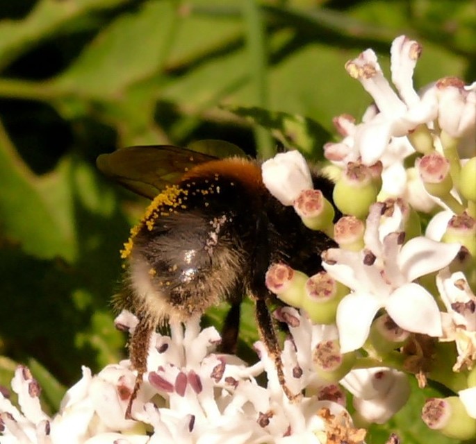 Bombus terrestris/lucorum