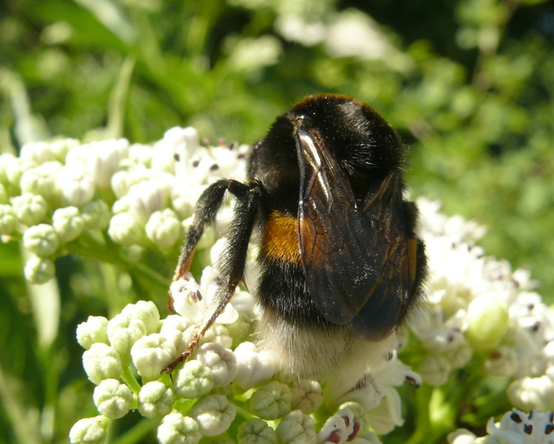 Bombus terrestris/lucorum