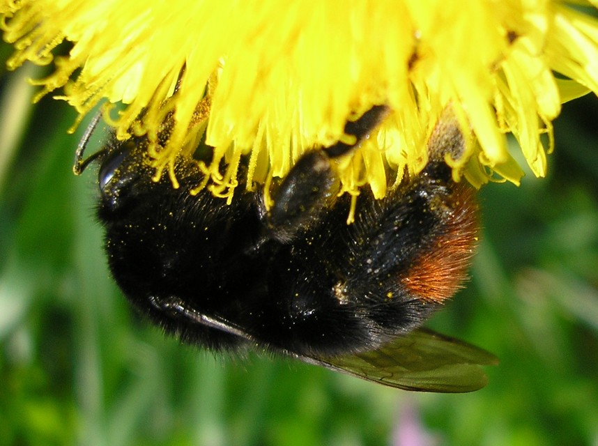 Bombus lapidarius - kövi poszméh
