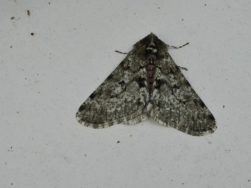 Apocheima pilosaria - zöldes tavasziaraszoló