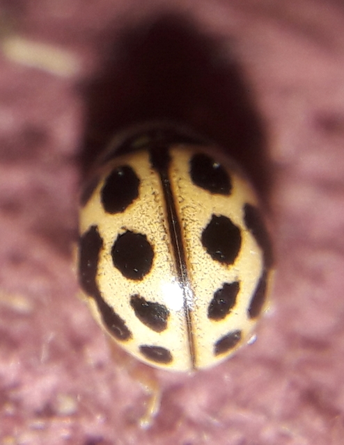Tytthaspis sedecimpunctata - tizenhatpettyes katica