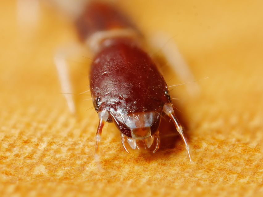 Raphidioptera - Tevenyakú-fátyolkák