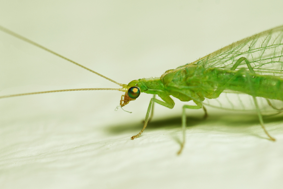 Chrysopidae - zöldfátyolkák