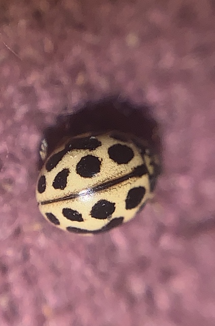 Tytthaspis sedecimpunctata - tizenhatpettyes katica