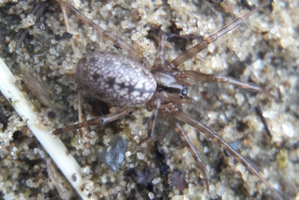 Stemonyphantes lineatus - vonalas vitorlapók
