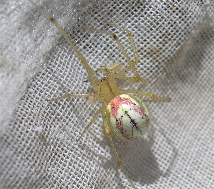 Enoplognatha ovata/latimana