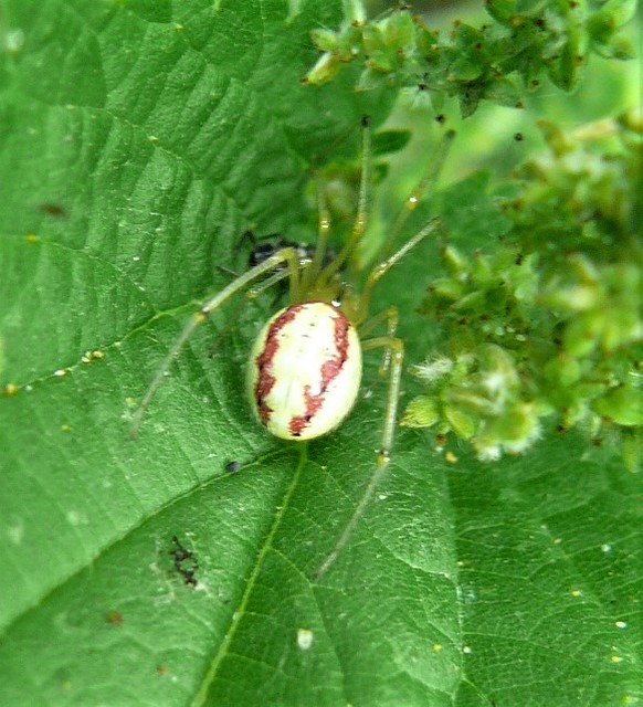 Enoplognatha ovata/latimana