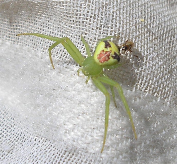 Ebrechtella tricuspidata - alakoskodó karolópók