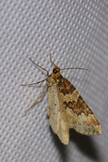 Electrophaes corylata - mogyoró-araszoló