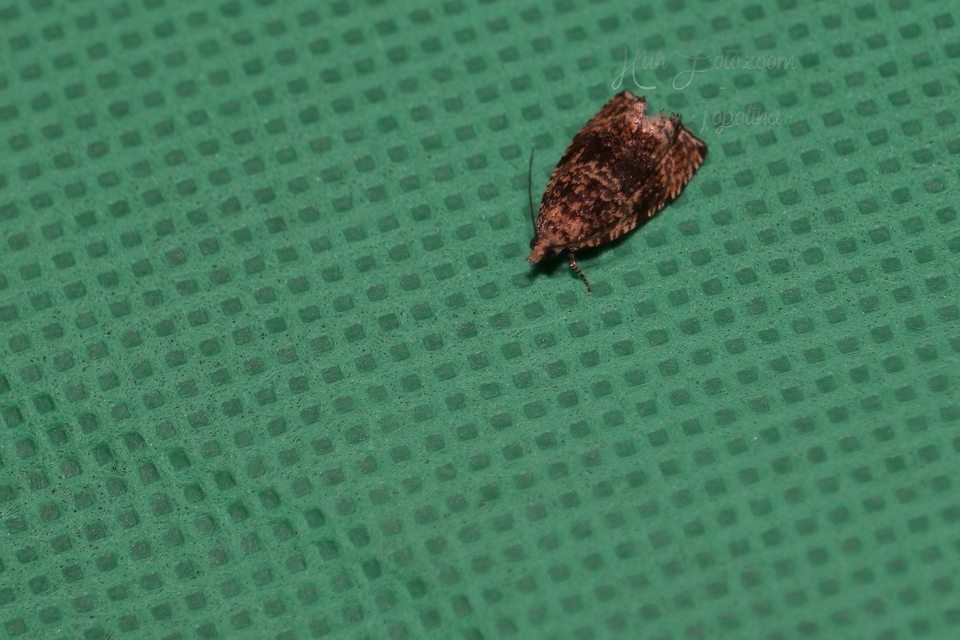 Celypha lacunana - vízparti tükrösmoly