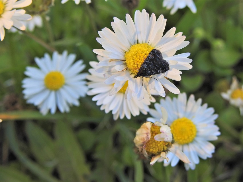 Heliothela wulfeniana - fényes kormosmoly