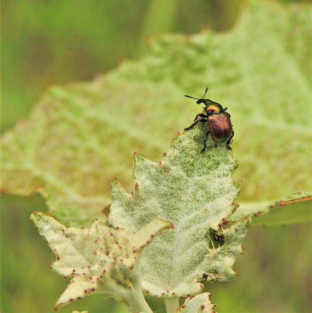 Byctiscus populi - nyárfa-levélsodró