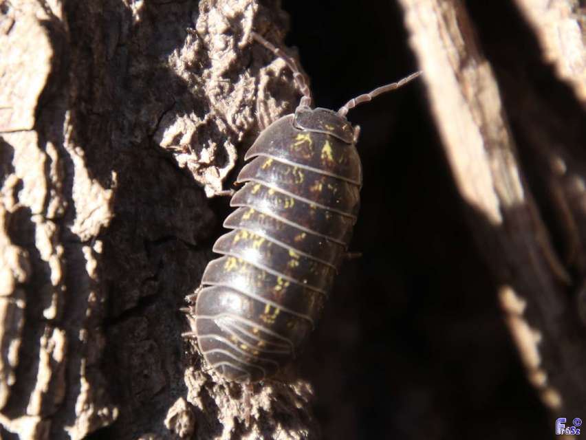Armadillidium vulgare - szürke gömbászka