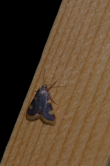 Hypsopygia costalis - szénailonca