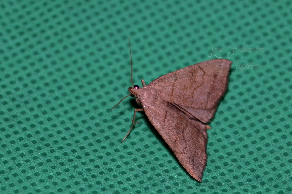 Herminia tarsicrinalis - szőröslábú karcsúbagoly