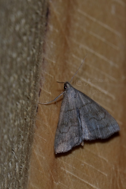 Herminia tarsicrinalis - szőröslábú karcsúbagoly