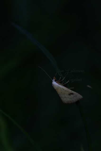 Rivula sericealis - selymes lórombagoly