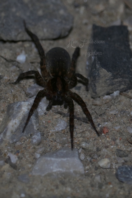 Trochosa