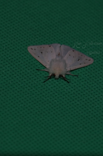 Spilosoma lubricipedum - tejszínű medvelepke