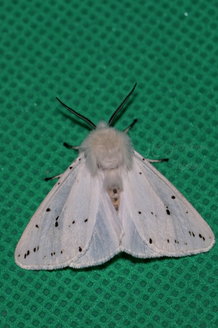 Spilosoma lubricipedum - tejszínű medvelepke