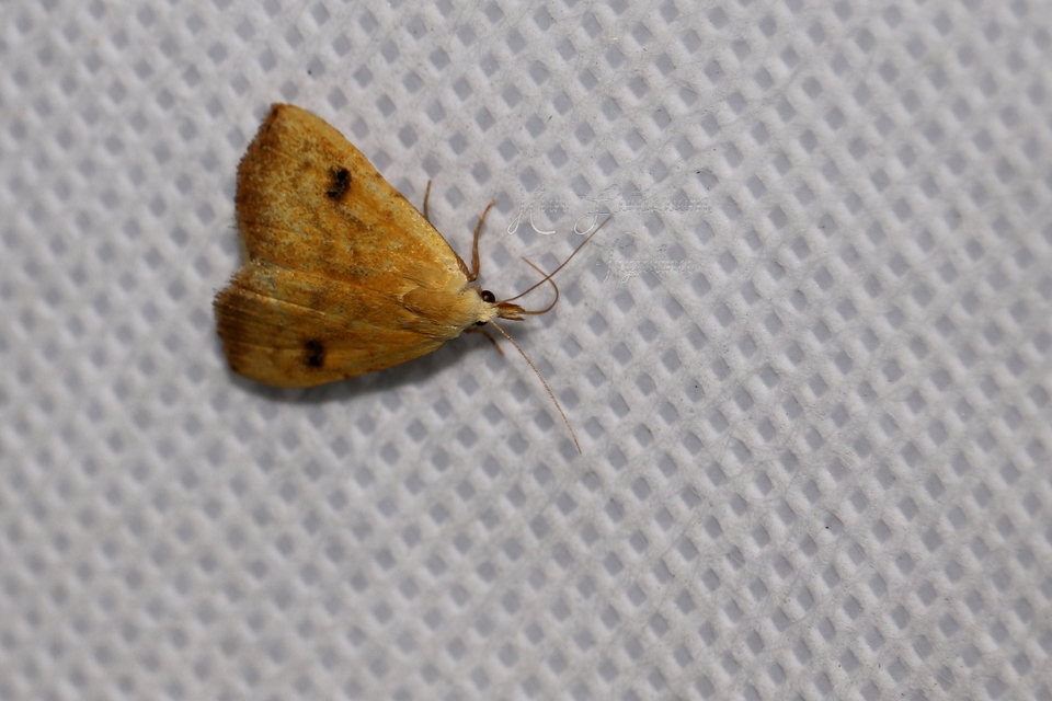 Rivula sericealis - selymes lórombagoly