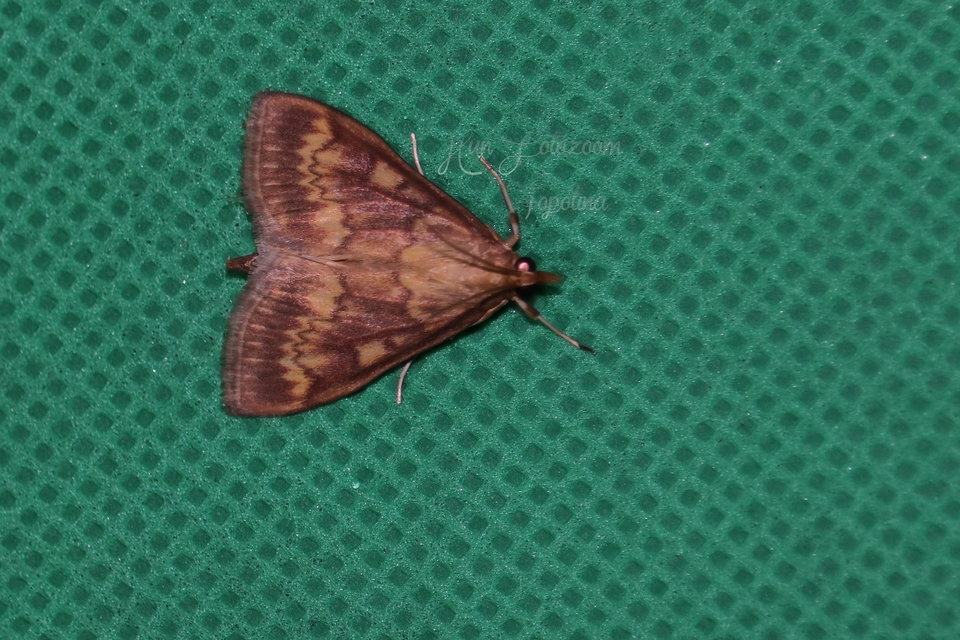Ostrinia nubilalis - kukoricamoly