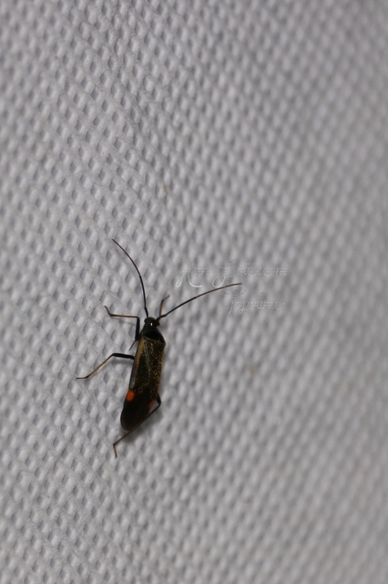 Adelphocoris seticornis - szegélyes mezeipoloska