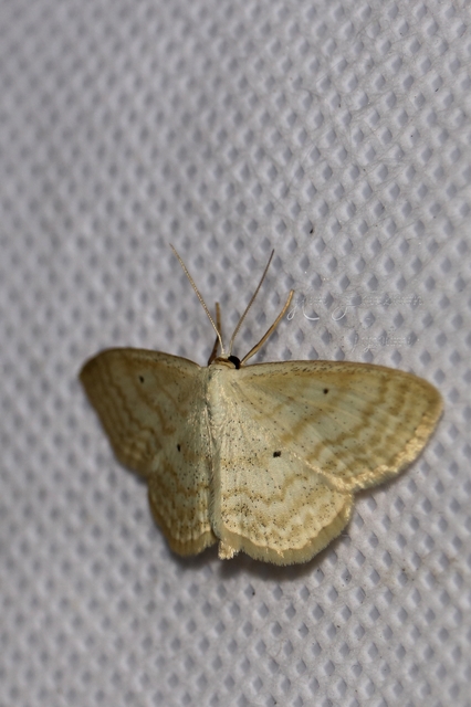 Scopula immutata - réti fehéraraszoló