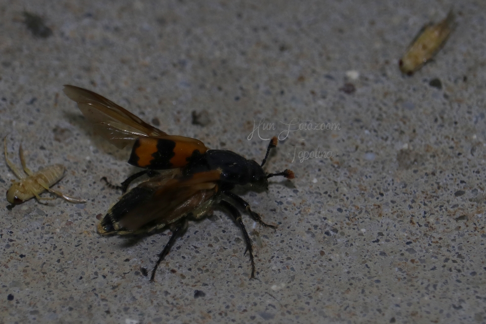 Nicrophorus interruptus - sárgaszőrű temetőbogár