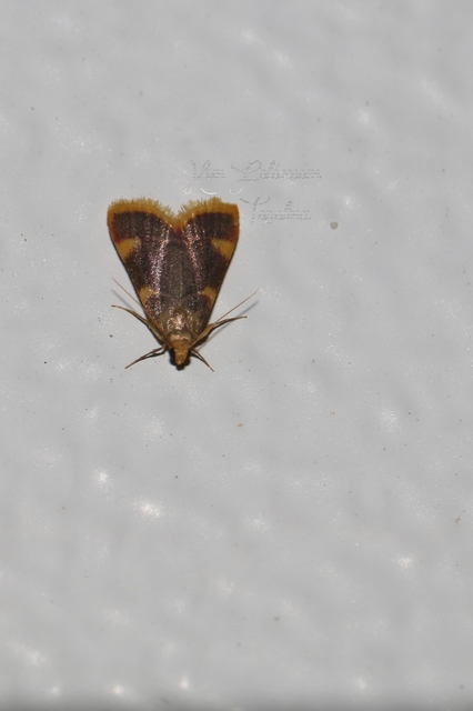 Hypsopygia costalis - szénailonca