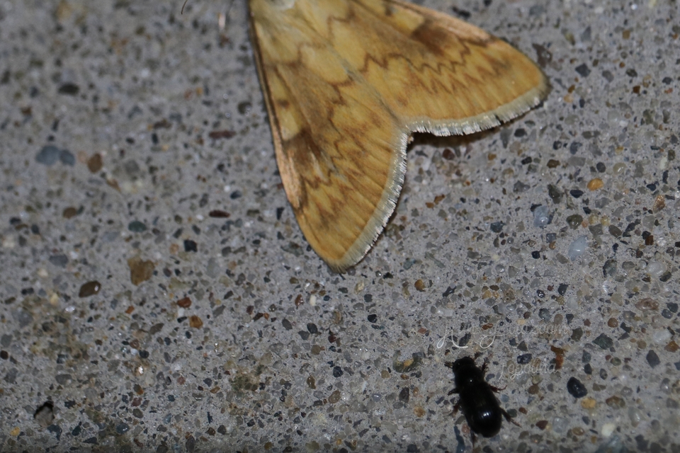Aphodius