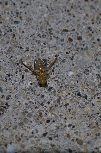 Corixidae - búvárpoloskák Corixidae - búvárpoloskák