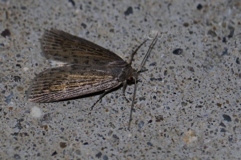 Chilodes maritima - négyfoltos nádibagoly