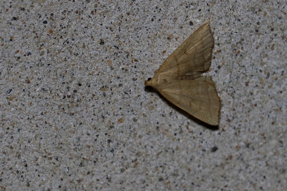 Herminia tarsicrinalis - szőröslábú karcsúbagoly