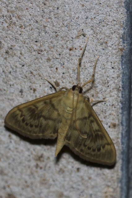 Patania ruralis - csalánevő tűzmoly