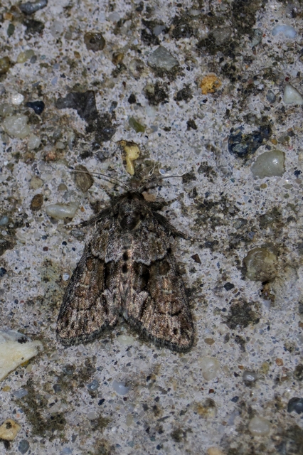Cryphia fraudatricula - homoki zuzmóbagoly