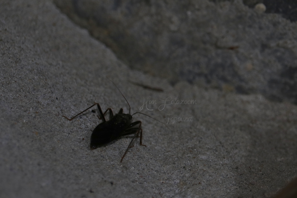 Reduvius personatus - szemetes zugpoloska