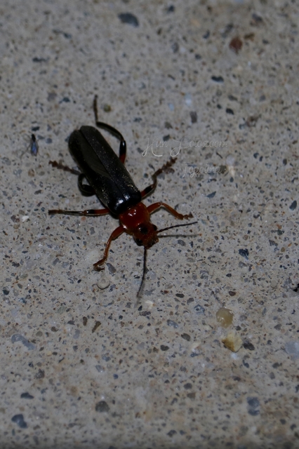 Cantharis livida - mezei lágybogár