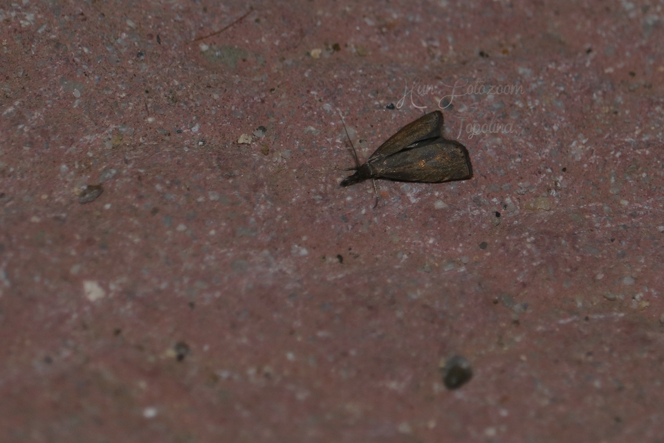 Platytes cerussella - törpe fűgyökérmoly