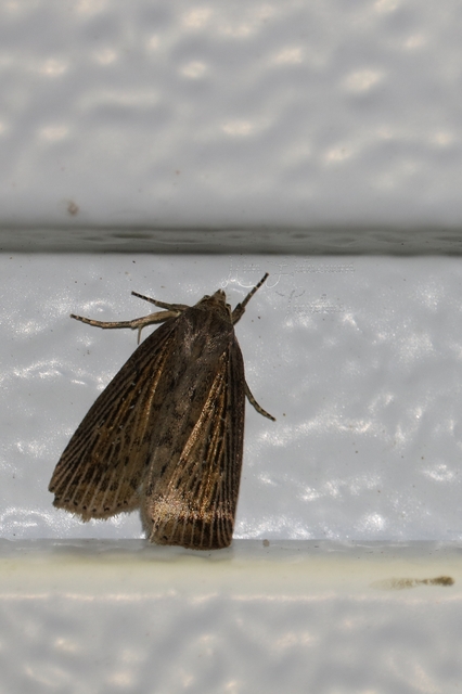 Chilodes maritima - négyfoltos nádibagoly