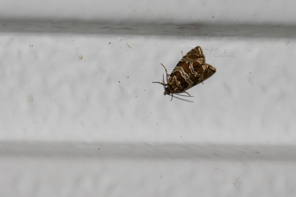 Celypha rivulana - dudvasodró tükrösmoly