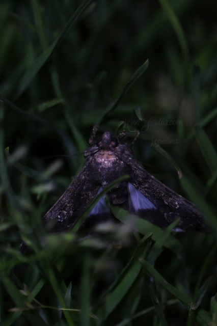 Anophia leucomelas - déli folyófűbagoly