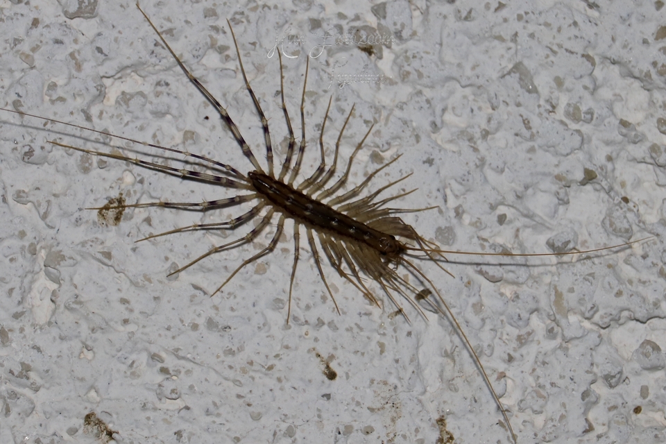 Scutigera coleoptrata - légyölő pókszázlábú