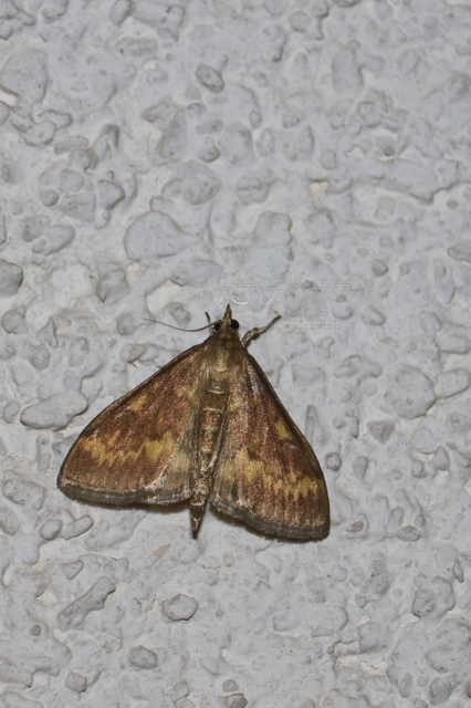 Ostrinia nubilalis - kukoricamoly